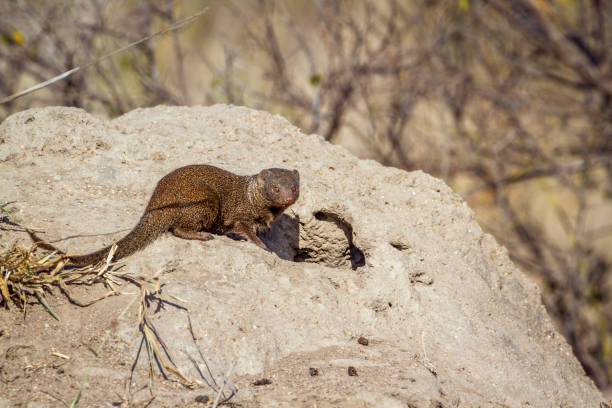 istock Common dwarf mongoose in Kruger National park, South Africa 961809232
