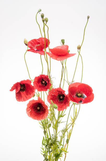 istock bright red poppy flower 961809566