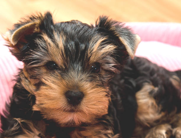 istock Beautiful sad puppy yorkshire terrier lying 961812952