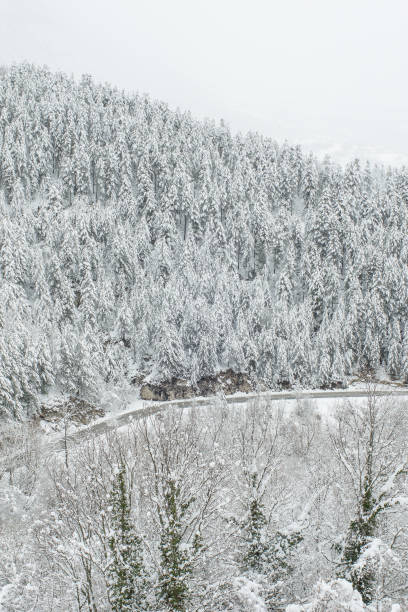 istock Abruzzo and Molise National Park 2 961813500