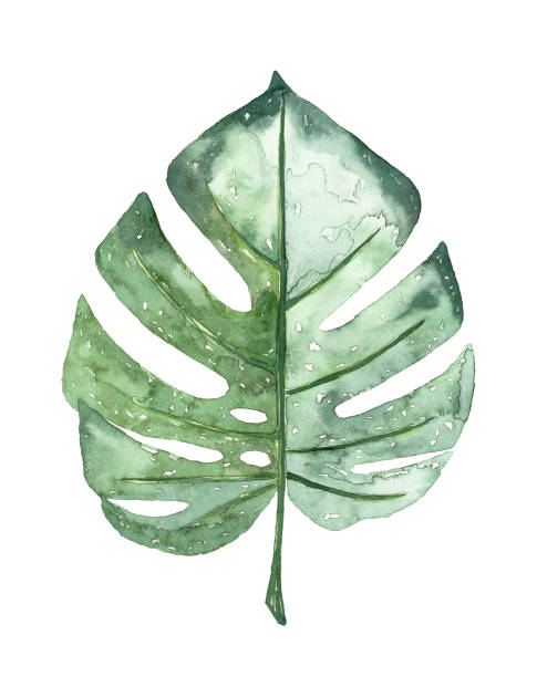 aquarell tropischen blatt - green watercolor painting leaf watercolour paints stock-grafiken, -clipart, -cartoons und -symbole