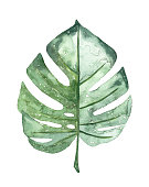 istock Watercolour tropical Leaf 961814566