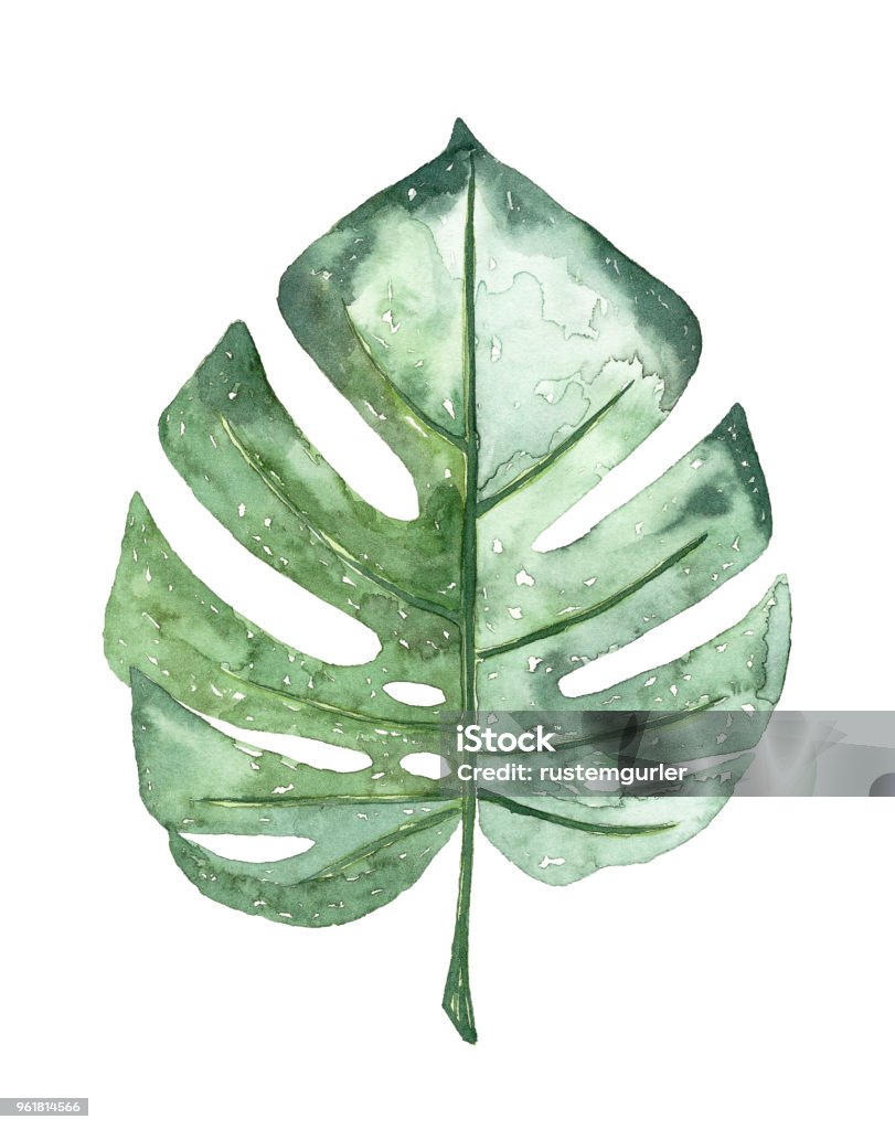 Watercolour tropical Leaf Watercolor Painting, Acrylic Painting, Drawing - Activity, Painted Image, Watercolor Paints, Watercolor Leaves Leaf stock illustration