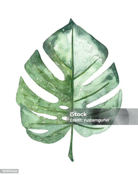Watercolour Tropical Leaf Stock Illustration - Download Image Now - Leaf, Watercolor Painting, Tropical Climate
