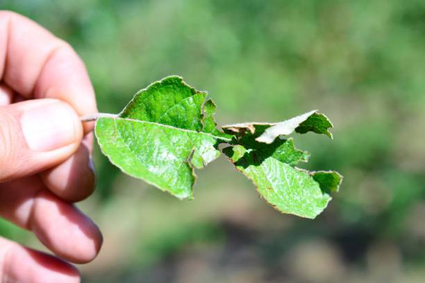 istock apple leaf damaged by heavy hail 961817922