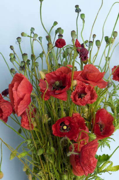 istock bright red poppy flower 961818064