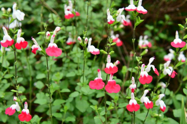 istock Salvia microphylla / Baby sage 961818266