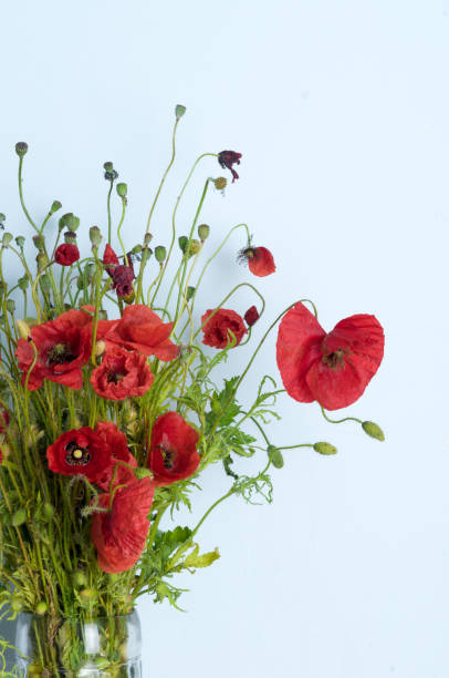 istock bright red poppy flower 961818476