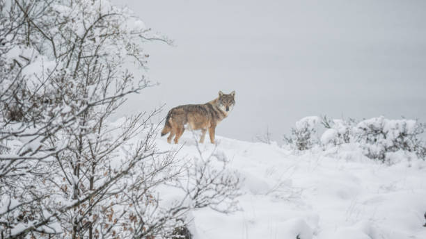 Free Stock Photo of Wolf Standing on Snowy Mountain Top | Download Free ...