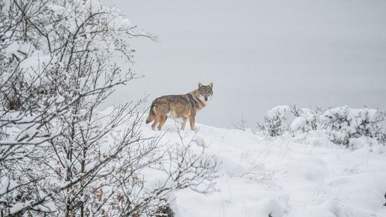 Apennine wolf in the abruzzo and molise national park