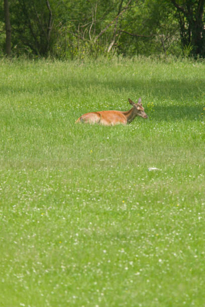 istock fauna of Abruzzo 961822578