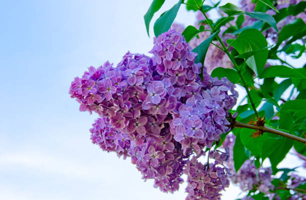istock purple lilac branch in the garden selective 961823378