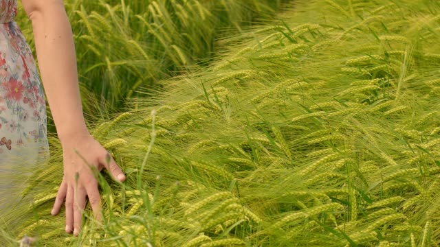 Young attractive european girl walking through wheat field