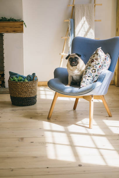 istock Dog is sitting in chair in light Scandinavian style interior 961827746