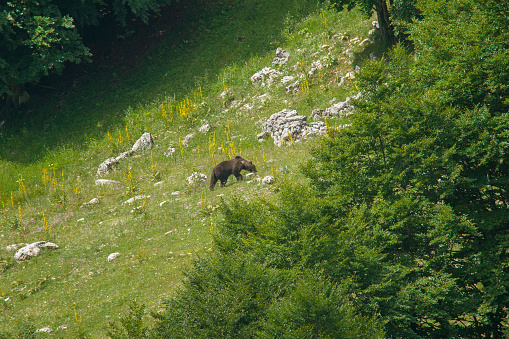 fauna of the abruzzo and molise national park