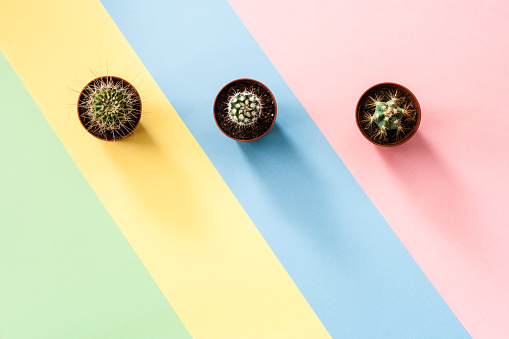 Flat lay concept. Three small green cactuses on trendy pastel striped diagonal blue-green-yellow-pink background. Top view.