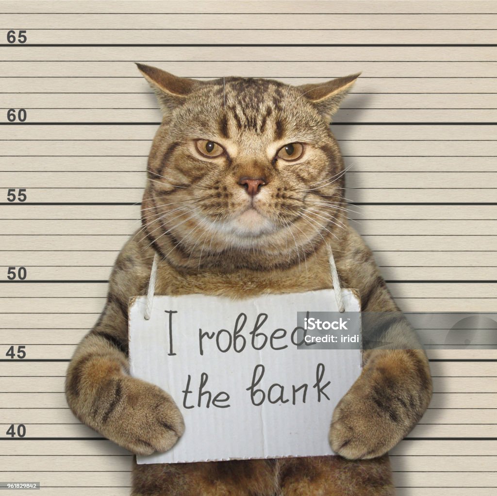 나쁜 고양이 은행 강도 0명에 대한 스톡 사진 및 기타 이미지 - 0명, 경찰관, 교도소 - Istock