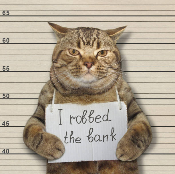 istock Bad cat robbed the bank 961829842
