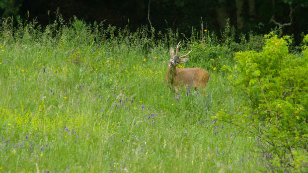 istock Abruzzo and Molise National Park 961833170