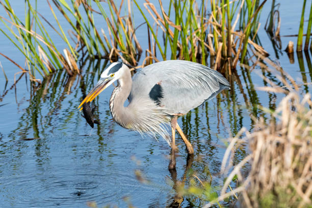 Great Blue Heron fishing