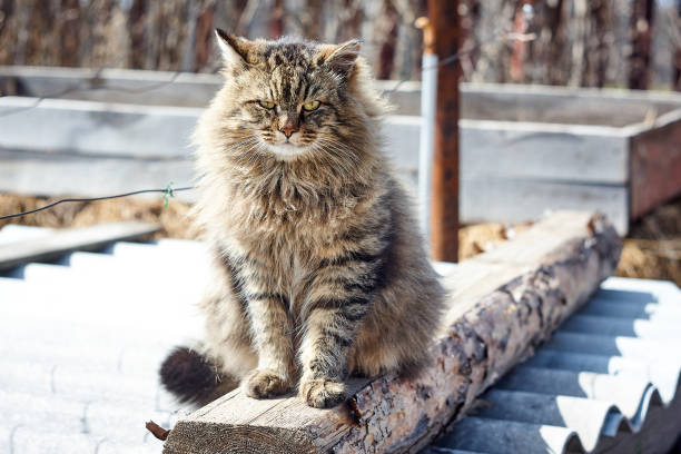 istock serious siberian cat in garden look at front on log 961837674