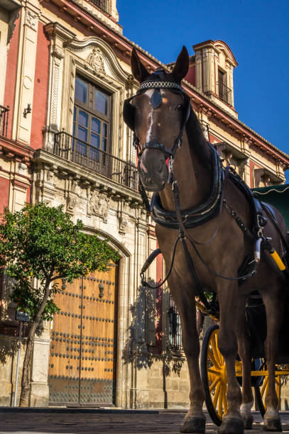 istock Horse carriage in Sevilla in the summer 961841948