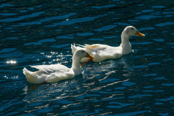 istock Abruzzo and Molise National Park 3 961842560
