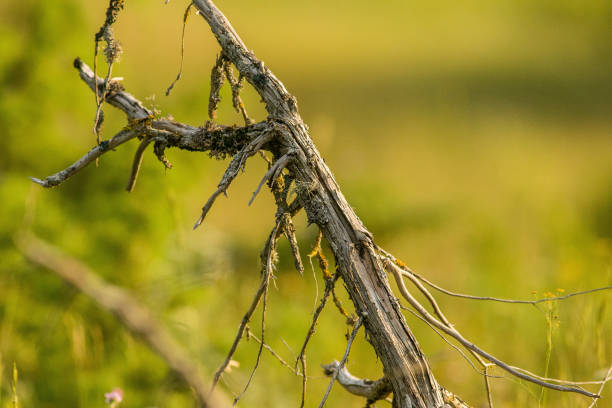 istock Abruzzo and Molise National Park 3 961842728