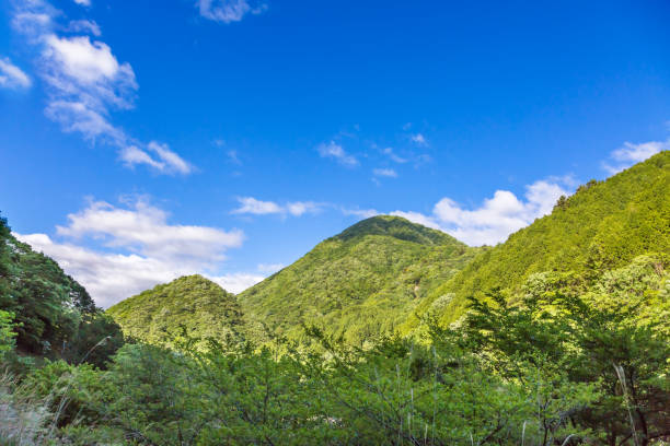 istock A mountain of fresh green 961842814