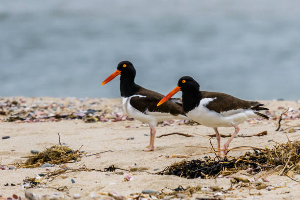 istock Oystercatchers on the beach 961845272