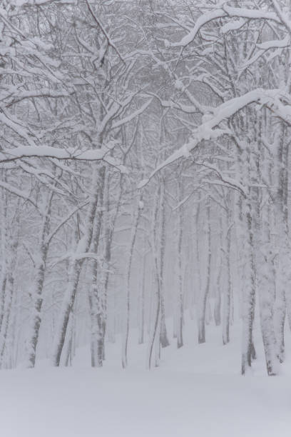 istock Abruzzo and Molise National Park 3 961846174