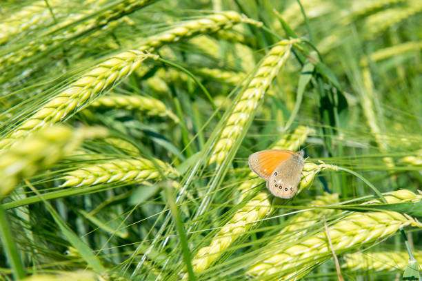 緑の麦畑と蝶 - オオムギと晴れた日 - barley wheat grass green ストックフォトと画像