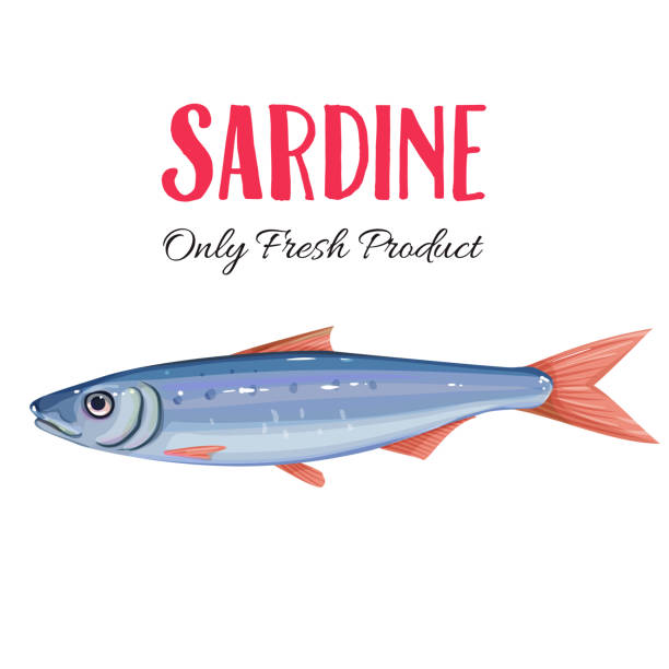 ilustrações, clipart, desenhos animados e ícones de sardinha de vetor. - 3381