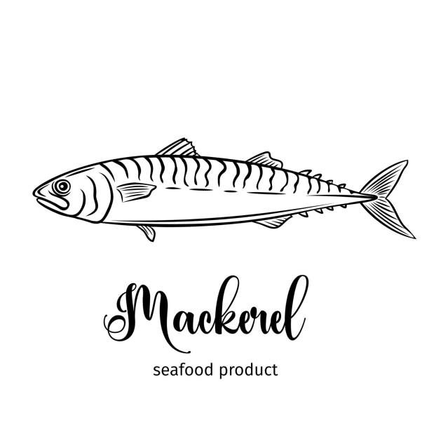 Vector mackerel. Vector mackerel. Hand drawn icon badge fish for design seafood packaging and market. mackerel stock illustrations