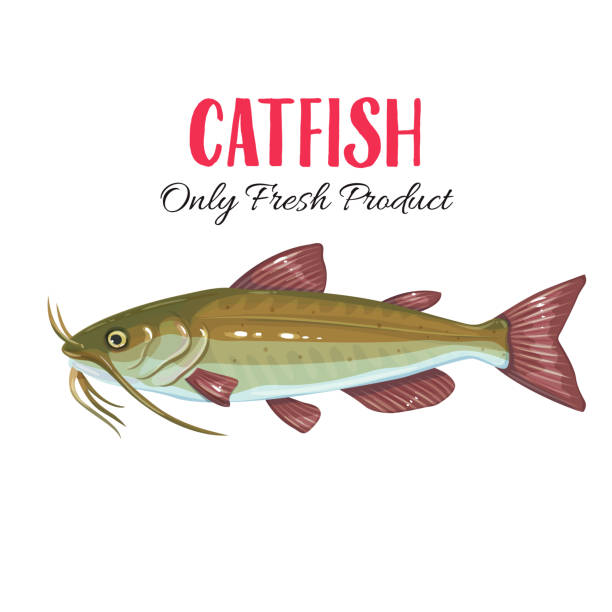 Vector catfish. Vector catfish. Icon badge fish for design seafood packaging and market. barbel stock illustrations