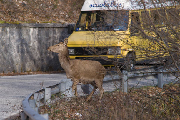 parco nazionale abruzzo e molise 3 - autobus italy foto e immagini stock