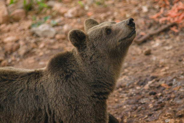 flora and fauna national park abruzzo and molise