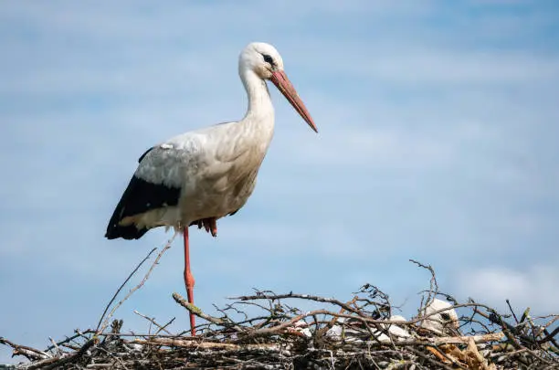 Stork standing in nest with its chicks against blue sky close up
