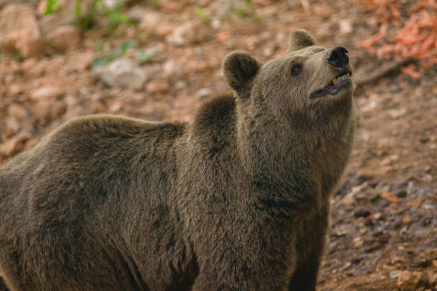 flora and fauna national park abruzzo and molise