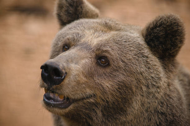 On this photo is real wild bear from Transfaragasan mountain road. This bear usually seat next to the public road and waiting visitors who passing by car or motorbike to give them something to eat. They are very aggressive if people comes close to them and can hurt even cause deathly injuries.