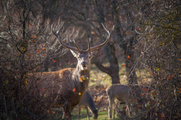 istock Abruzzo and Molise National Park 3 961851836