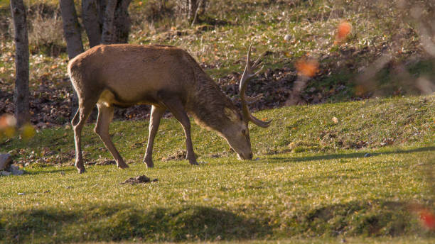 istock Abruzzo and Molise National Park 3 961851866