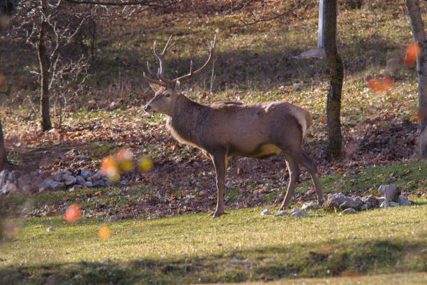 flora and fauna national park abruzzo and molise