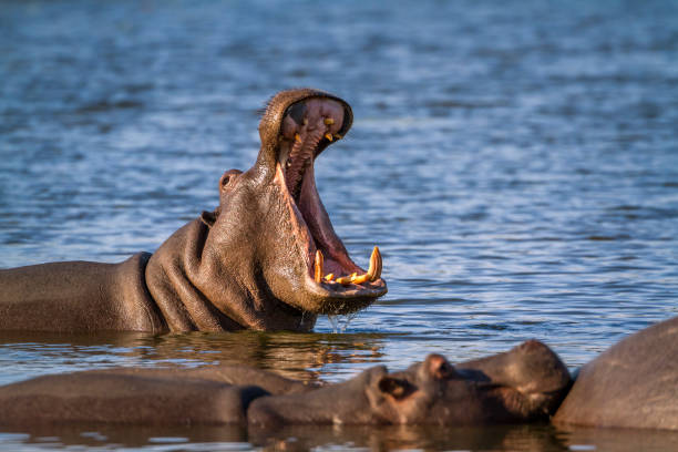 ippopotamo nel parco nazionale kruger, sudafrica - animal hippopotamus africa yawning foto e immagini stock