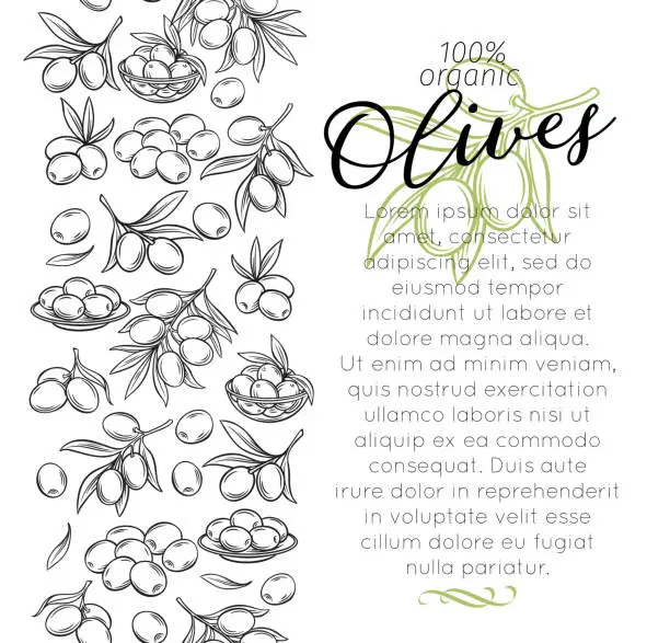 Vector illustration of sketch olives