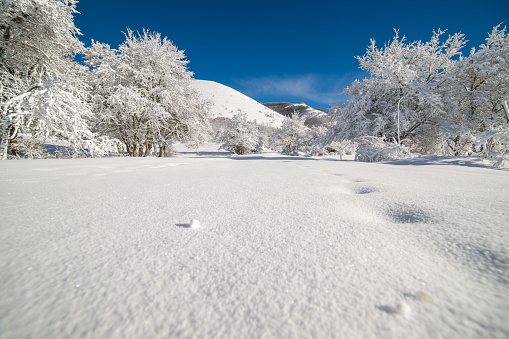 flora and fauna national park abruzzo and molise