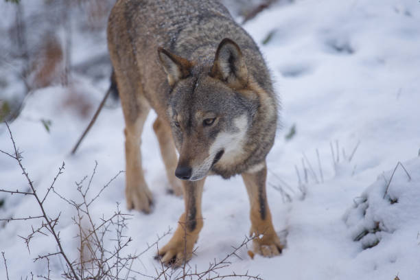 istock Abruzzo and Molise National Park 4 961857234