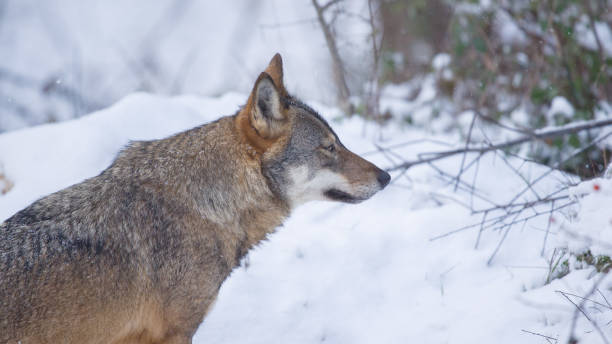 istock Abruzzo and Molise National Park 4 961857236
