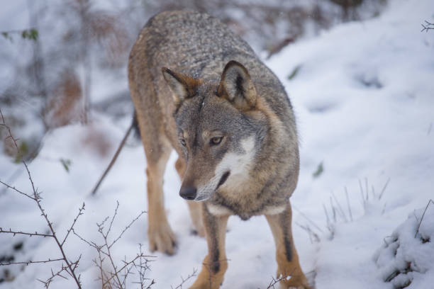 istock Abruzzo and Molise National Park 4 961857254
