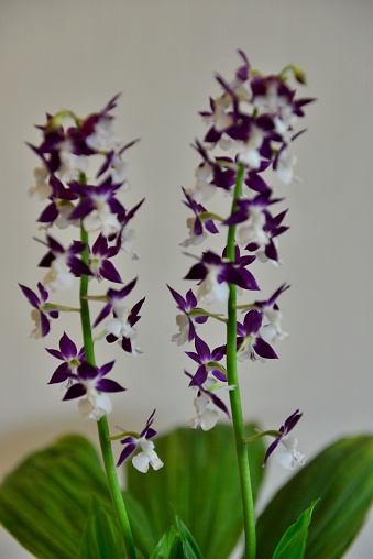Calanthe discolor is a genus of terrestrial orchids that originate in Japan, Korea and southern China. Flowers appear in spring on long inflorescence that are upright. Flowers come in many different colors, including brown, reddish brown, yellow, green and purple.